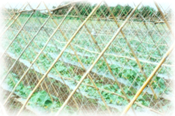 AGRICULTURAL NETS